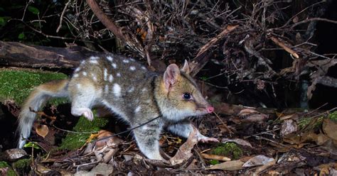 A Second Chance For The Eastern Quoll Taronga Conservation Society