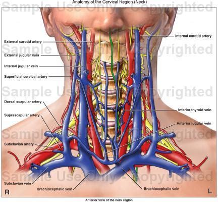 This article shall explore the arterial supply to these areas. lab 9 - Anatomy & Physiology 2430 with Prabhakaran at ...
