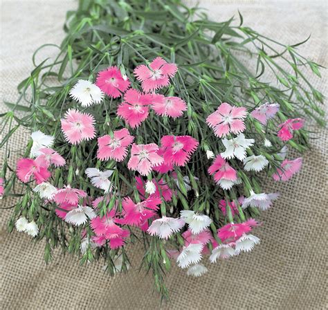 Dianthus F1 First Love American Takii