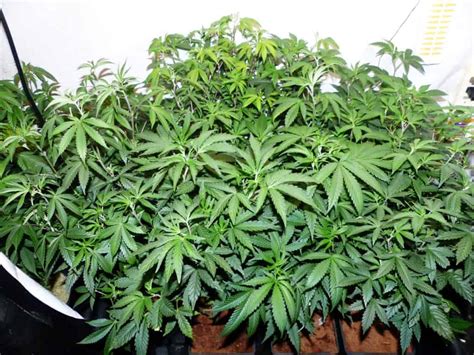 4.3 planting season of brinjal. Increasing Cannabis Yield 2 - How Many Plants Per Light ...