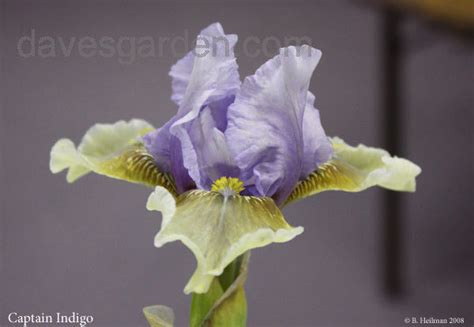 Plantfiles Pictures Intermediate Bearded Iris Captain Indigo Iris