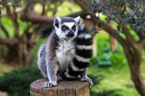Ring Tailed Lemurs Are In Big Trouble