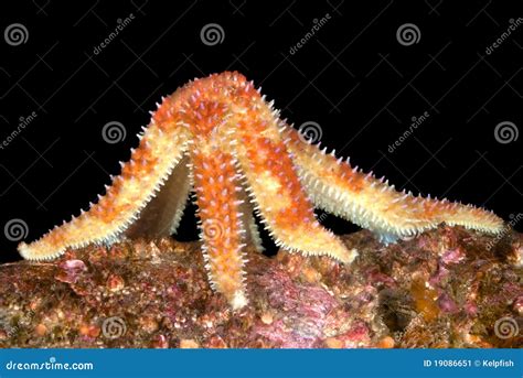 Feeding Starfish Stock Image Image Of Nature Echinoderm 19086651