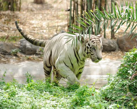 2012 07 15 Pune Zoo 27 White Tiger Panthera Tigris Tigris Flickr