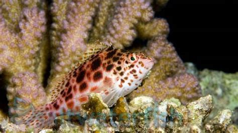 Pixy Hawkfish Pacific Size 2 3 Inches For Sale Cirrhitichthys