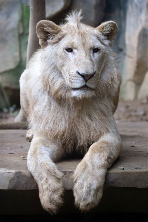 White Lion Zoochat