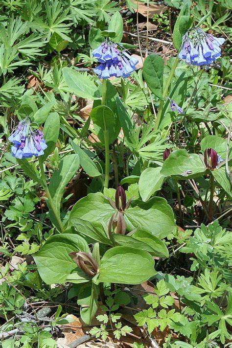 Virginia Bluebells Virginia Bluebells Spring Wildflowers Bluebells