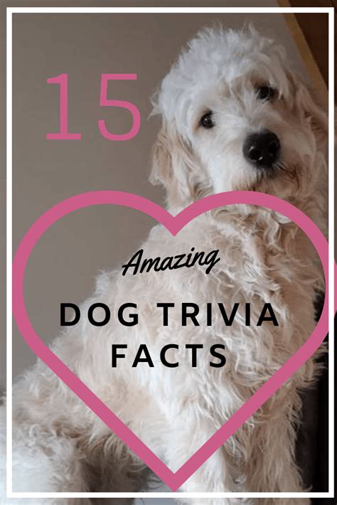 15 Amazing Trivia Facts About Dogs Waggy Tales Dog Facts Dog Facts