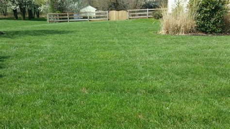 Vegetation Control Sykesville MD | American Lawn & Tree Specialists
