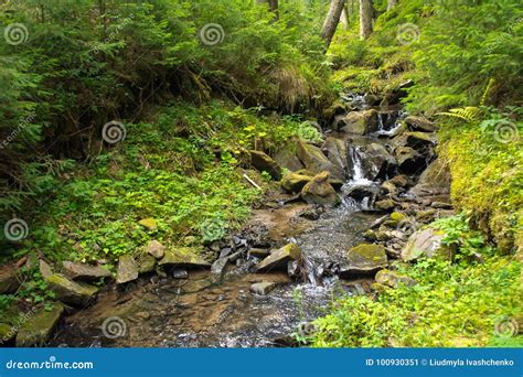 Beautiful Mountain Stream In The Green Forest Stock Image Image Of
