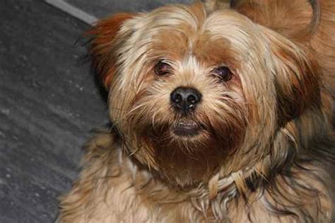 More Yorkie Apso Pictures