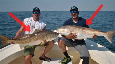 How To Catch Cobia And Bull Redfish In The Chesapeake Bay Fishing For