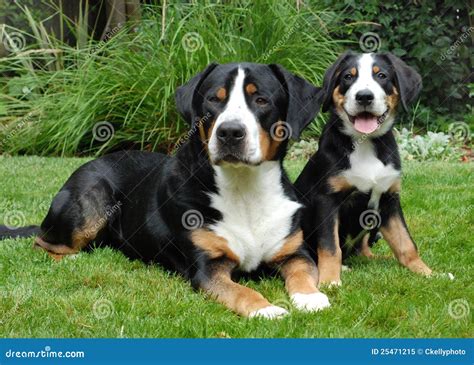 Greater Swiss Mountain Dog Adult And Puppy Stock Image Image Of