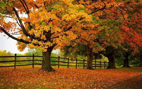 Download Autumn Trees Forest Park 4k Ultra Hd Wallpaper By