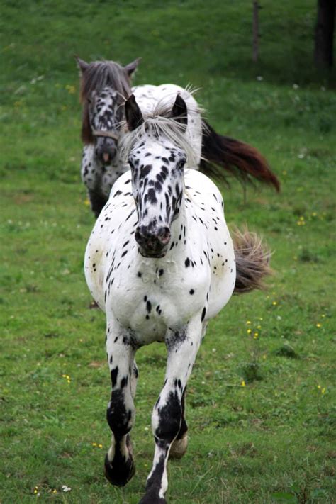 14 Black And White Horse Breeds With Pictures