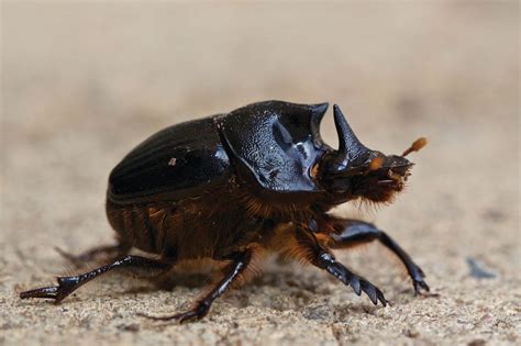 Dung Beetles Land For Wildlife