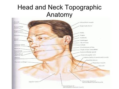 Anatomy Of The Throat Area
