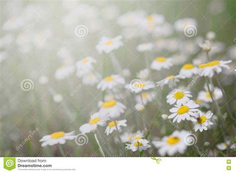 Wild Camomile Daisy Flowers Growing On Green Meadow Stock Photo