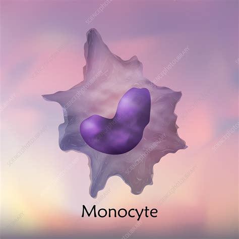 Monocyte White Blood Cell Illustration Stock Image F0221749
