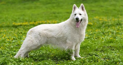 How Common Is It To Whelp White German Shepherd Puppies