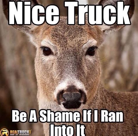 Best 25 Deer Meme Ideas On Pinterest