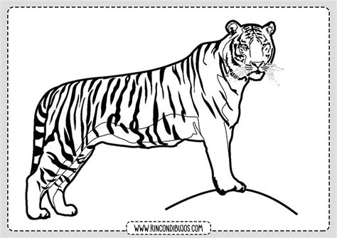 Dibujo De Tigre Para Imprimir Y Colorear Rincon Dibujos Images