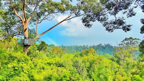 Keren Pohon Di Hutan Hujan Tropis 2022