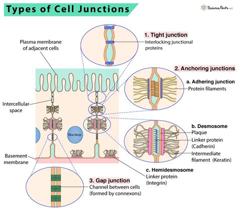 Cell Junctions Types Structure And Functions The Science Notes