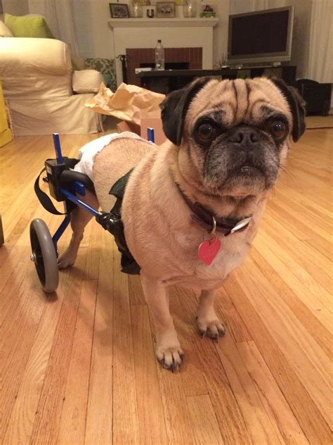 My Dog Has Hip Dysplasia So I Bought Her A Wheelchair Aww