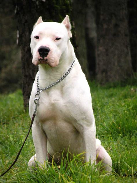 Dogo Argentino Dog Breed Information Pictures And More