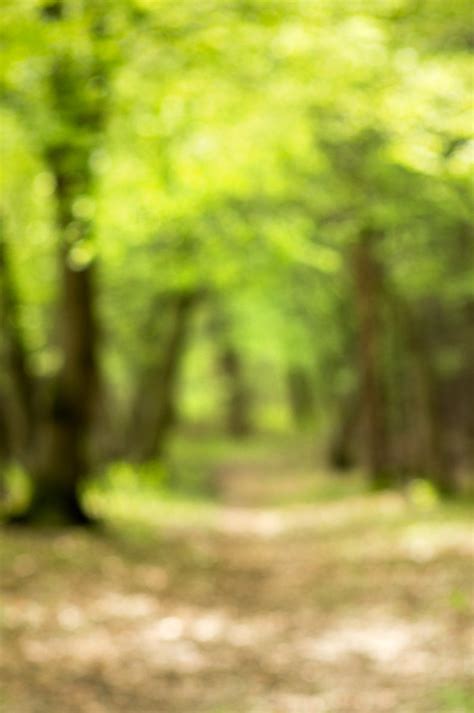 Free Blurry Forest Stock Photo