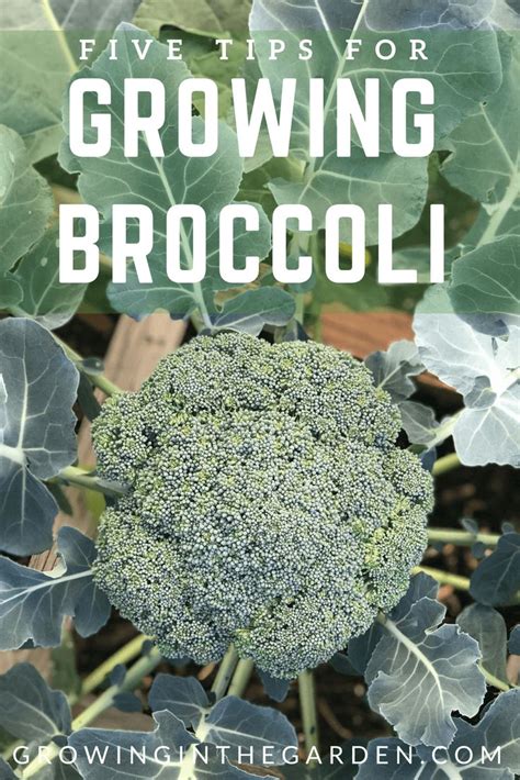 Broccoli Growing In The Garden With Text Overlay That Reads Five Tips