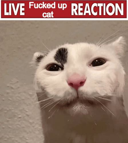 Cat Live Cat Reaction GIF Cat Live Cat Reaction Live Fucked Up Cat