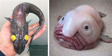 Scary Deep Sea Creatures Curious Doodle