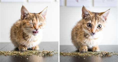 If they eat a lot, they may vomit and have diarrhea, but will return to normal given time (and no more catnip). I Take Photos Of Cats High On Catnip, And It's Sooo Much ...