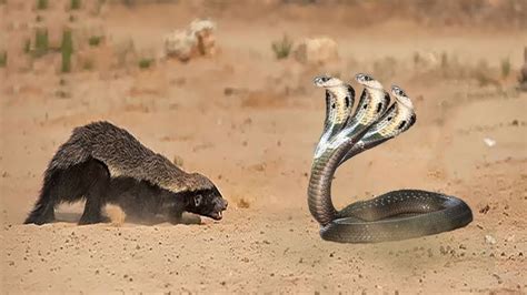 Honey Badger Vs Cobra Honey Badger Dont Care Snake And Everything