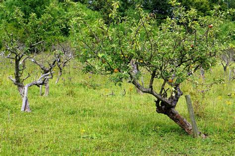 Young Apple Tree In Orchard Stock Image Image Of Grafting Tree 64614433