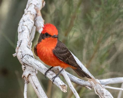 Skyline Country Club Vermilion Flycatchers Foothills Clusters Wildlife