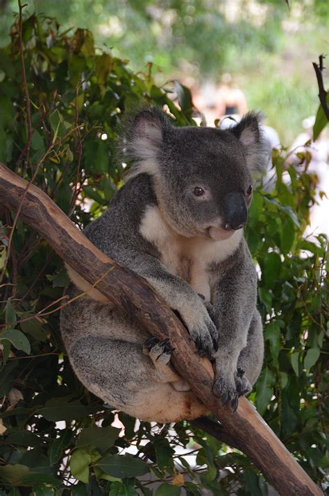 Free Photo Koala Bear Bear Animal Cute Branch Relax Australia