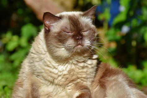 Download Free Photo Of Cat Breed Cat British Shorthair Mieze