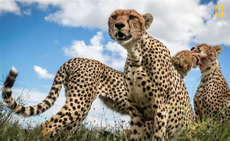 national geographic s nature photographs of the year are breathtaking metro news