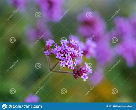 Purple Tall Verbena Flower Macro Stock Photo Image Of Color