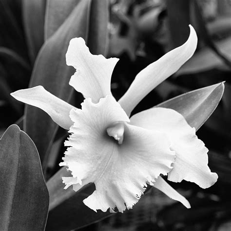 Dove Orchid Landers Ca Photograph By William Dey Pixels