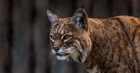 Bobcats In Georgia Types And Where They Live Az Animals