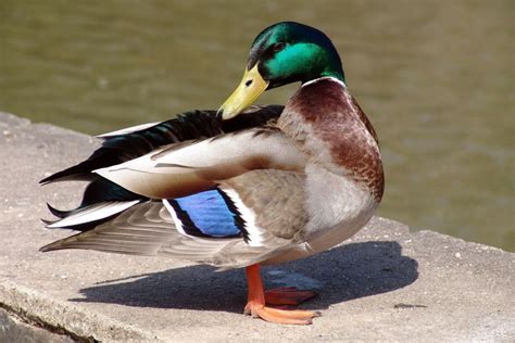 Mallard Duck Facts Uses Origins And Characteristics Pet Keen