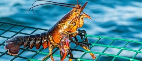 Discover The Largest Lobster Ever Caught A Z Animals