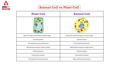 Plant And Animal Cell Chart