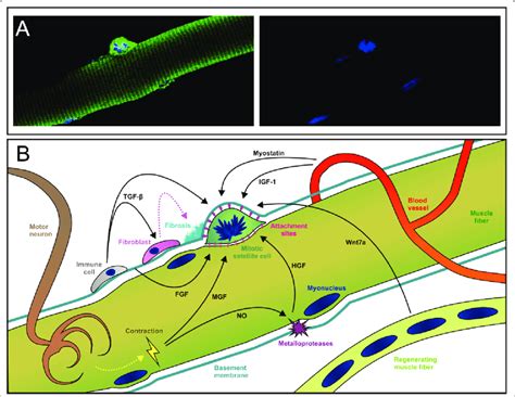 The Satellite Cell Niche And Regulatory Factors A Fluorescence