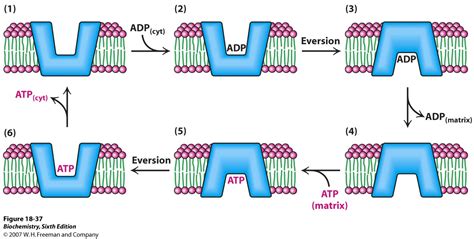 The ap biology exam is one of the most popular exams; Biology Pictures: ATP-ADP Translocase