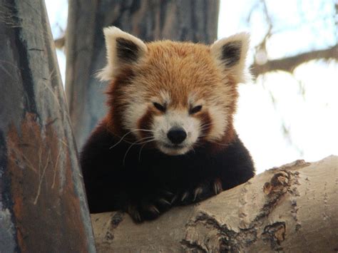 Guinnessbuch Der Rekorde Würdigt Verstorbenen Roten Panda Red Pandazine